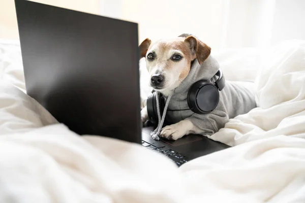 Chien Drôle Regardant Avec Suspicion Couché Dans Lit Blanc Aide — Photo