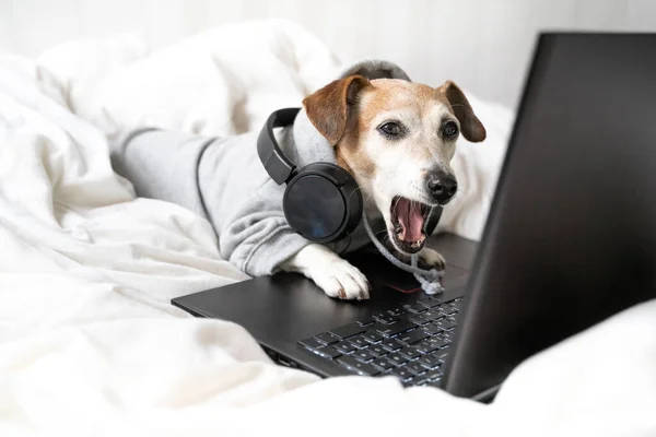 Perro Aburrido Cansado Jack Russell Terrier Bosteza Sudadera Con Capucha — Foto de Stock