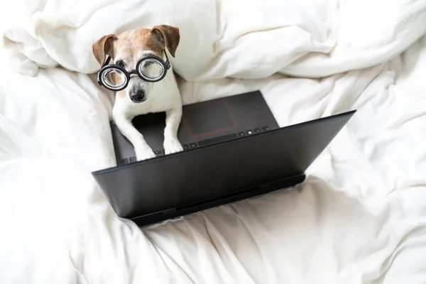带着眼镜和黑色笔记本电脑的狗躺在床上 关闭工作从总部的主题 有趣的聪明的狗杰克罗素的狗脸 可爱的宠物从床上上网购物 — 图库照片