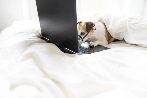 愛らしいスマートオタク犬は慎重に小さな詳細を精査します 誤り訂正 集中的なオンラインプロジェクトです 隔離中に白いベッドの家から ベッドでペット映画を見ます — ストック写真
