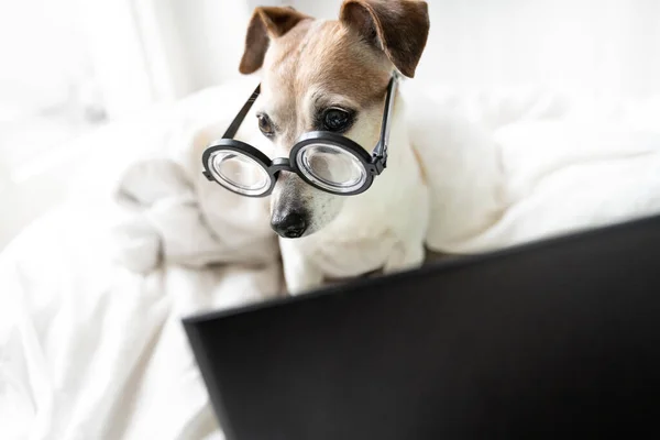 Cão Adorável Vidro Cama Com Laptop Trabalhando Remotamente Casa Devido — Fotografia de Stock