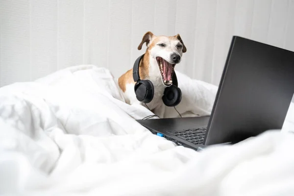 Stanco Annoiato Cane Sbadigliare Ascoltare Musica Nel Letto Bianco Con Fotografia Stock