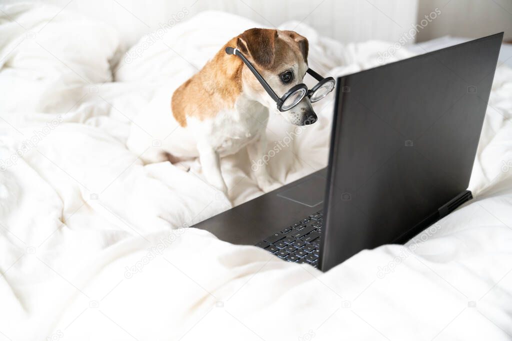 Smart nerd dog with glasses surprised looking to laptop computer screen. Watching movies or working from home on internet. Online freelancer projects. Reading unexpected news Social media content user