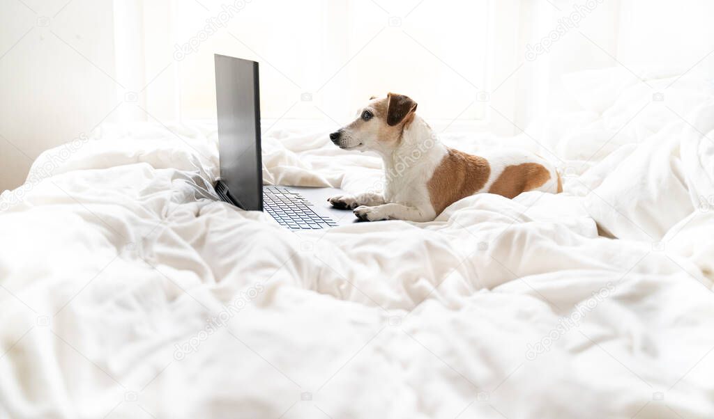Dog from side profile lying on white bed at home looking to computer laptop black screen. Watching movies or working from home remotely on internet. Online freelancer projects. Cozy comfortable home