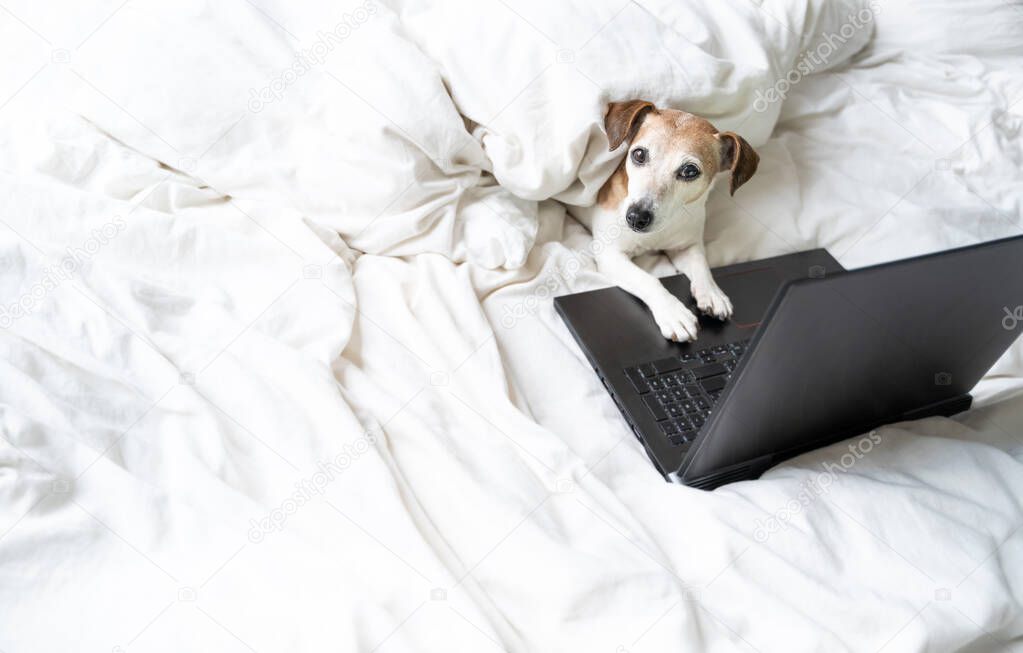 adorable small dog Jack Russell terrier with computer relaxing in the white bed. Working, studding or watching serials. Comfortable time at home. Looking to camera. quarantine sick at home resting. 