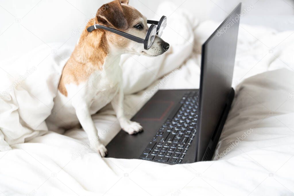 Adorable funny dog in glassese in bed with laptop working remotely from home. stay home quarantine restrictions. Smart nerd intelligent. White comfy bed clothes. Programmer watching movies serials