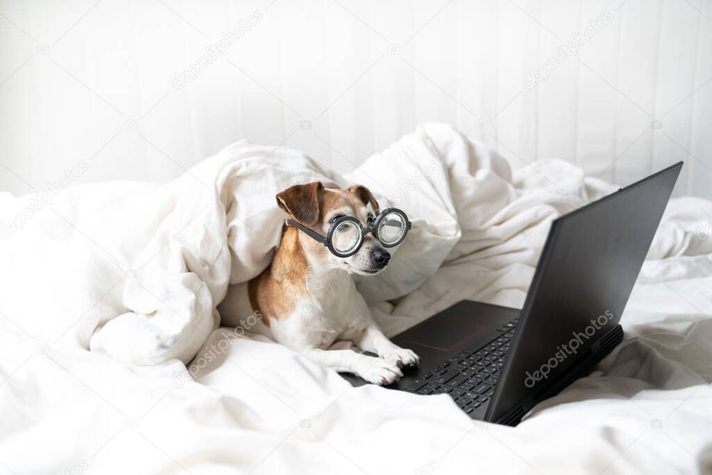 concentrated looking to laptop computer screen attentive work or series movie watching dog in glasses. Cozy white bed at home. Smart nerd intelligent funny small pet face. pampered comfort adorable post