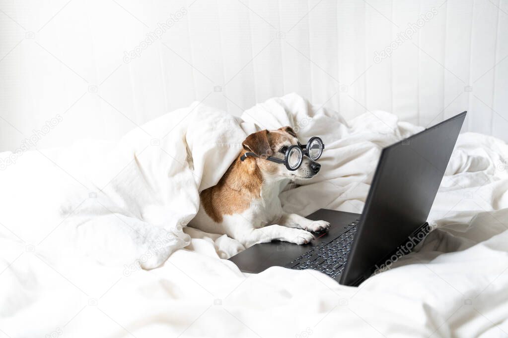 Nerd Adorable dog in glassese in bed with laptop working remotely from home. stay home quarantine restrictions. Smart nerd entelegent. White comfy bed clothes. Funny Pet binge watching movies serials