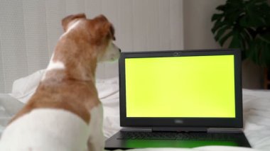 Sevimli köpek kafasını kaldırana kadar ekrana bakıyor. Videonun sonunda çerçeveyi terk ediyor. Beyaz yatakta küçük sevimli bir evcil hayvan haftasonu filmini veya dinlenme zamanını izleyen haber programını sunuyor. Video görüntüleri