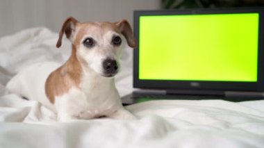 Laptop bilgisayarının yanında yeşil renkli ekranlı şirin bir köpek yatıyor. Bilgilerinizi video görüntülerinizle değiştirebilirsiniz. Evcil hayvanla evde dinlenme zamanı. Videonun sonunda köpek sıkılır ve gider.. 