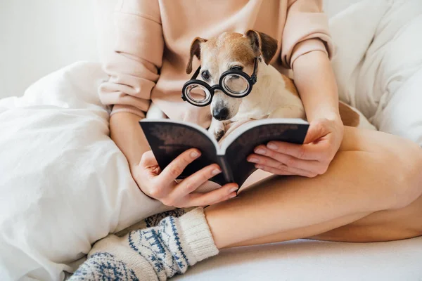 周末早上和可爱的小狗躺在床上看书 穿着保暖羊毛衫的纤细女人的腿在抽泣 手握着黑色的书 戴眼镜的滑稽狗 看着相机 在床上安静下来有趣的小说 — 图库照片