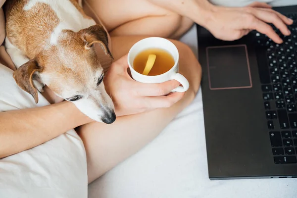 网上购物或开会时 在家里用笔记本电脑和可爱的小狗在床上小跑几圈 在禽流感大流行期间 在家与网络远程工作的时间得到了放松 加柠檬的热茶 — 图库照片