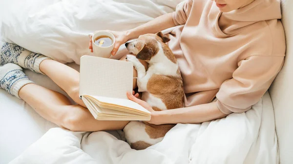 ペットと一緒に家で読書 ノートブック 犬や熱いお茶と居心地の良い家庭の週末 ピンクと白 寒い冬の気分 ベッドの中でノートやお茶を飲みながらゆったりとしたスリムな女性 暖かいウールの靴下 — ストック写真
