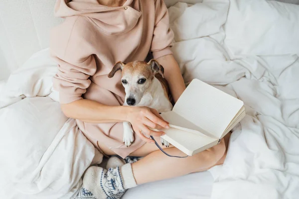Enjoying relaxed time with pet in bed reading planning making notes and cup of tea with lemon. Woman in pink jumper sitting in bed with dog Jack Russell terrier. Chilling mood. cozy home atmosphere.