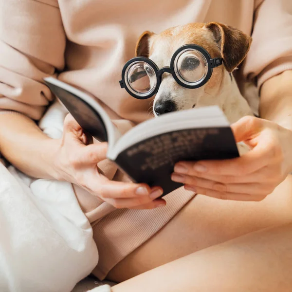 戴眼镜的聪明的狗看书 穿着粉色连帽衫的裸体瘦腿女人拿着一本书 给戴眼镜的书呆子宠物看 准备考试或周末和新小说一起在家里放松一下 检疫主题 — 图库照片