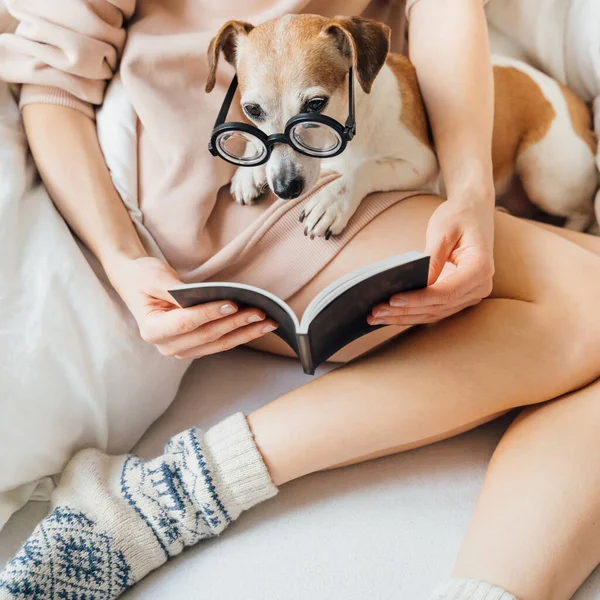 和宠物在床上看书 舒适的周末带着有趣的书回家 女人的纤细美丽的腿和手拿着黑色的书 滑稽的狗杰克罗素戴眼镜养的狗 冷静的心情 羊毛保暖袜 — 图库照片