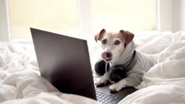 Beyaz yatakta dizüstü bilgisayar kullanan komik küçük köpek. Kapüşonlu evcil hayvan kıyafetleri. Müzikle çalışmak. Ses editörü. Video görüntüleri. Frelancer karantina kısıtlamalarından dolayı uzaktan çalışıyor. Konforlu ev 