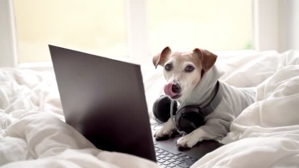 有趣的小狗在白色的床上用笔记本电脑 穿连帽衫的宠物衣服 和音乐一起工作声音编辑器 视频镜头 由于检疫方面的限制 发烧机只能远程工作 舒适的家 — 图库视频影像