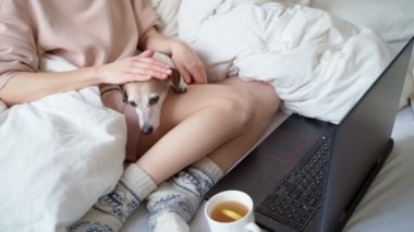 Beyaz yatakta sarılan sevimli kadın ve köpek hafta sonu sabahı dinleniyor. Çevrimiçi film ya da dizi izlemek. Evden bağımsız olarak, uzaktan çalışan biri. Karantina temalı video görüntüleri. Rahatlamış sevgi ve güven
