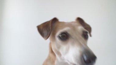 Köpek tapılası, kameraya bakan yakın yüz. Heyecanla bekliyorum. Beyaz arka plan komik evcil hayvan Jack Russell Terrier video görüntüleri. Meraklı, komik, ciddi bir ağızlık. Komik hayvan portresi teması
