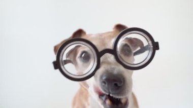 Beyaz arka planda gözlüklü sevimli köpek Jack Russell Terrier portresi. Kameraya bak, kokla ve yala. Şirin, komik, gülümseyen bir ağızlık. Video görüntüleri. Yemek bekleyen kocaman bir hayvan, atıştırmalık ikram et.