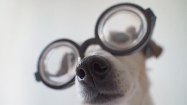 Gözlüklü köpek. Komik inek akıllı köpek suratlı kameraya yakından bakıyor. Büyük burun. Beyaz arka plan. Ciddi odaklı şirin bir ağızlık. Akıllı bakışlar. Sevimli köpek Jack Russell Terrier 'ın yüz resmi 