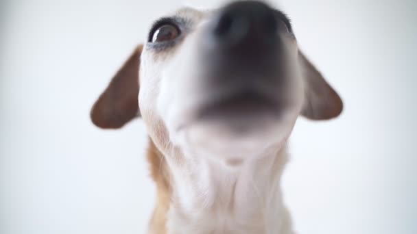 Adorable Dog Jack Russell Terrier Face Portrait White Background Looking — Stock Video