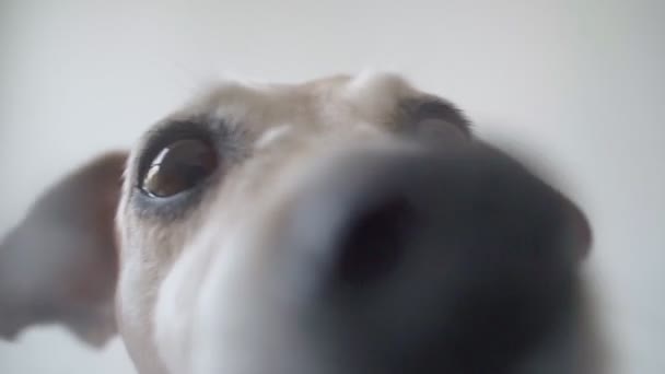 Hugry Kleine Grappige Hond Likken Scherm Witte Achtergrond Tong Uit — Stockvideo