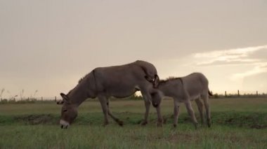 Animal domestic farm theme video footage. adorable family gray donkey mother and cub graze in the pasture eating grass. Cloudy Summer evening sunset light.  kid touchingly following adult ass hack. 