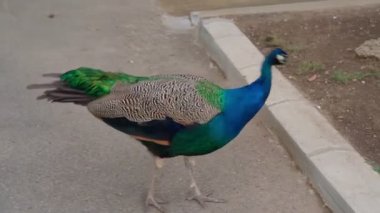 Yeşil tavus kuşu, parklarda kaldırım taşıyla asfalt bir avluda yürüyor. Güzel mavi Peafowl kuşu. Hayvan temalı video görüntüleri. Yaz akşamı, doğal ışık. Zarif Hint Peafowl Phasianidae kuşları.
