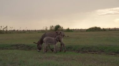 adorable family gray donkey mother and cub graze in the pasture eating grass. Summer evening sunset light. Animal domestic farm theme video footage. kid touchingly following adult ass hack. 