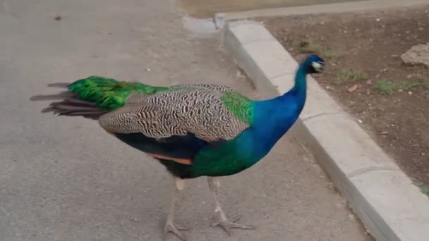 緑の孔雀が公園の縁石のあるアスファルトの中庭を歩きます 美しい青いフクロウの鳥 動物をテーマにした映像 夏の夜の自然光優雅なインドのクジラ ファンの鳥 — ストック動画