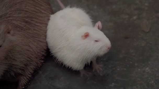 Leuke Familie Van Nutria Ligt Het Water Regen Elkaar Verzorgen — Stockvideo