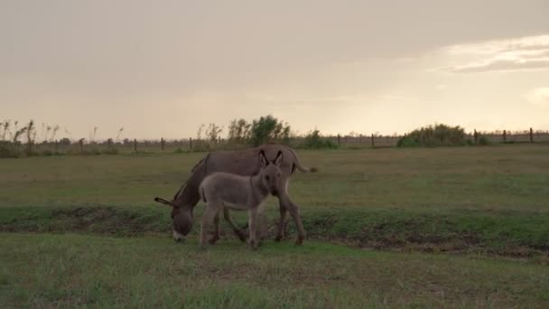 Adorable Family Gray Donkey Mother Cub Graze Pasture Eating Grass — Vídeos de Stock