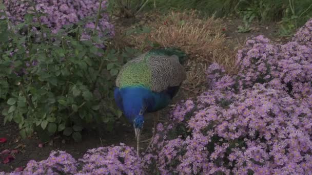 緑の孔雀がバラと紫の花の間を歩く 野生の自然の中で美しい青い孔雀の鳥 動物をテーマにした映像 夏の夜の自然光 優雅なインドのクジラ ファンの家 — ストック動画