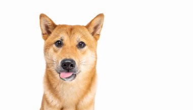 Köpek Shiba Inu 'nun yan bakışları ve içtenlikle sevinç dolu gülümsemeleri. Beyaz arka planda tam boy. Japonya 'dan güzel bir av köpeği. hayvan temalı profesyonel fotoğraflar 