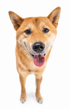 Komik gülümsemeli Shiba Inu köpeği kameraya bakıyor ve ağzı açık gülümsüyor. Mutlu evcil hayvan teması. Beyaz arka plan. Tatmin olmuş bir hayvan ağızlık. Tam boy ön görünüm. Eşek şakalarına gülüyor.