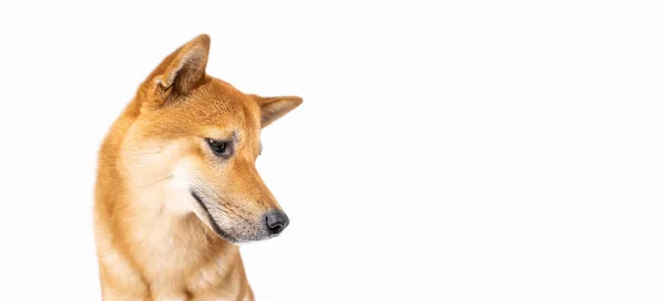 Närbild Hund Shiba Inu Porträtt Ser Sida Ner Långa Horisontella — Stockfoto