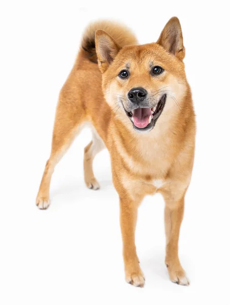 Pies Shiba Inu Pełnej Długości Uśmiech Szeroko Szczerze Emocje Radości — Zdjęcie stockowe