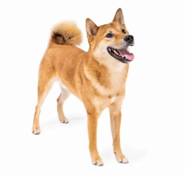 Dog Shiba Inu Zijaanzicht Kijken Zijwaarts Glimlach Breed Oprecht Emoties — Stockfoto