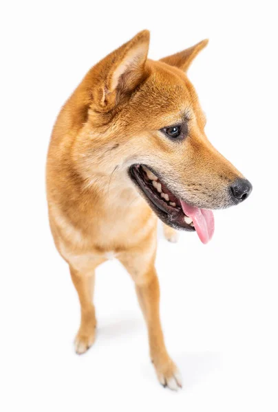 Şirin Köpek Shiba Inu Yan Bakıyor Gülümsüyor Beyaz Arka Plan — Stok fotoğraf