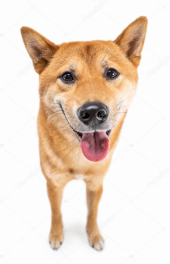 Funny smiling Shiba Inu dog looking at camera and smiling with open mouth. Happy pet theme. White background. satisfied pet muzzle. Full length front side view. Pranking laughing at silly jokes