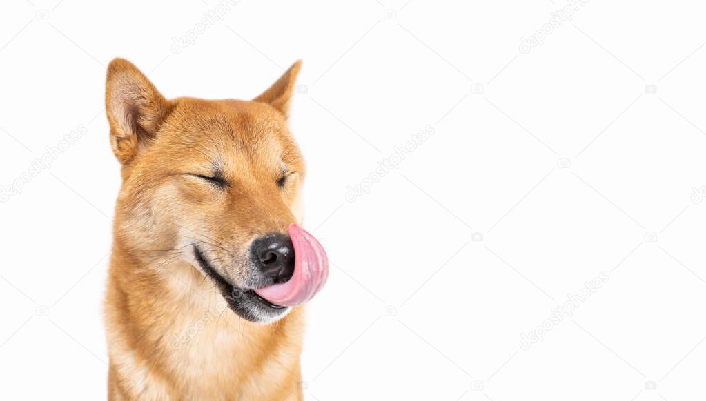 Dog Shiba Inu side view licking and smile wide sincerely emotions of joy. Full length on white background. Cute beautiful hunting dog from Japan. animal theme professional photos 