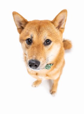 Şirin sevimli köpek Shiba Inu suçlu, utangaç, çekingen ve savunmasız görünüyor. Yukarıdan yukarıdan bir görüntü. Beyaz arka planda oturuyor. Kameraya bakıyorum. Tam boy. Komik evcil hayvanlar temalı fotoğraflar