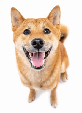 Sevimli dostça gülümseyen ve beyaz arka plandaki kızıl saçlı köpek Shiba Inu 'ya bakan. Mutlu evcil hayvan pozitif duygular seninle arkadaşlık kuruyor. Aptalca komik bir bakış. Yukarıdan üst görünüm. 