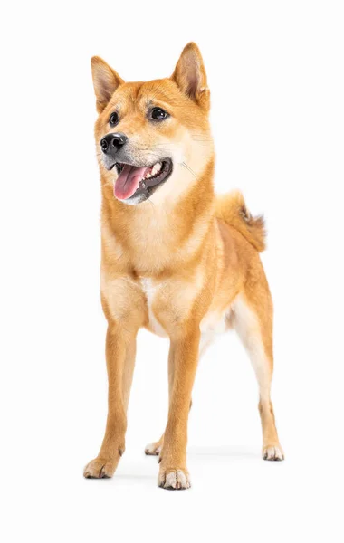 Beyaz Arka Planda Güzel Genç Köpek Shiba Inu Tam Boy — Stok fotoğraf