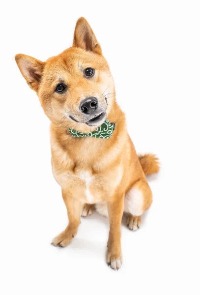 Attentive Interested Curious Look Dog Shiba Inu White Background Tilting — Stock Photo, Image