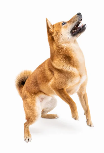 Dans Ederek Zıplamak Aktif Genç Köpek Shiba Inu Oynamak Yukarı — Stok fotoğraf