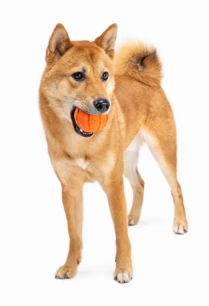 Şirin Köpek Shiba Inu Topu Ağzında Tutuyor Kafası Karışmış Görünüyor — Stok fotoğraf