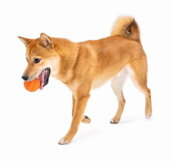 Play Game Time Shiba Inu Active Young Dog Fetching Orange — Stock Photo, Image